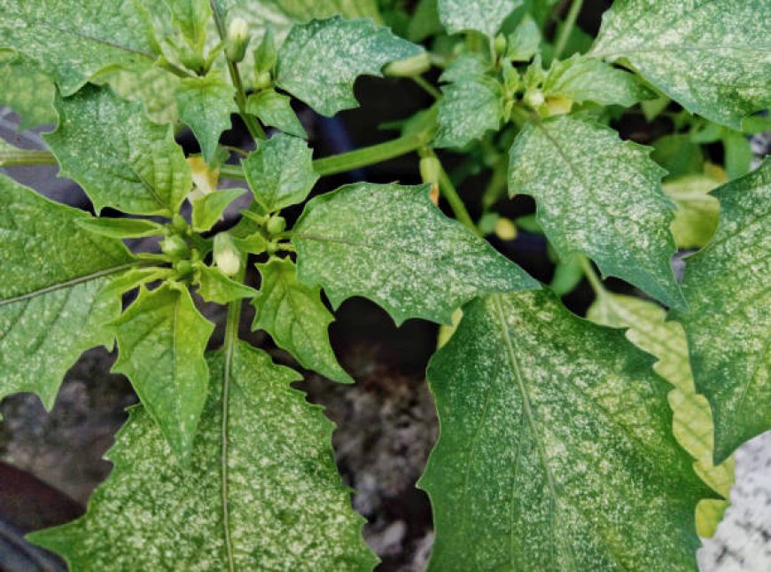 Controlling Powdery Mildew in Chilli for Healthy Harvests