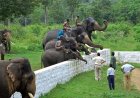 Discover the Magic of Dubare Elephant Camp Coorg