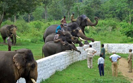 Discover the Magic of Dubare Elephant Camp Coorg