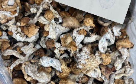 How to identify magic mushrooms near me