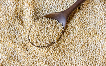 Pakistan’s Trusted Source for Quinoa Seeds – Shop Now