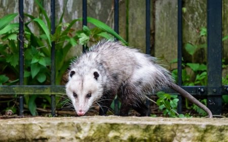 Get Expert Possum Control Services Before Damage Gets Worse!
