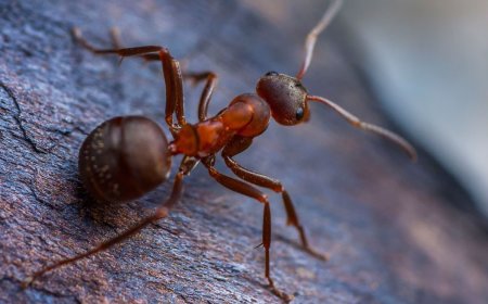 Protecting Your Home and Family: The Importance of Professional Pest Control in Albanvale