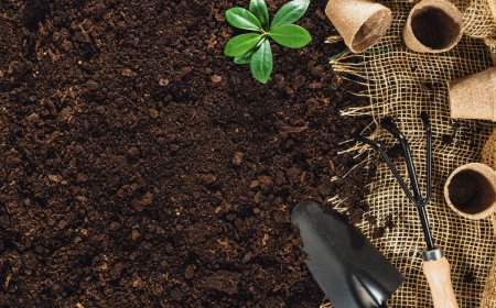 Smart Green Spaces: How to Keep Landscapes Beautiful and Strong in Auckland