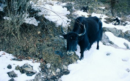 Trek to Langtang Valley: A Peaceful Himalayan Adventure Near Kathmandu