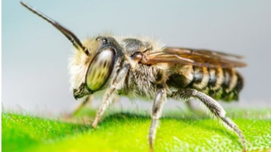 How Bees Choose Nesting Spots—and Why Your Home Might Be at Risk